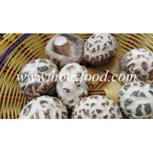 White Flower Magic Mushrooms Dried